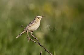 Image result for Anthus campestris