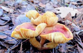 Attēlu rezultāti vaicājumam “Tricholomopsis rutilans”