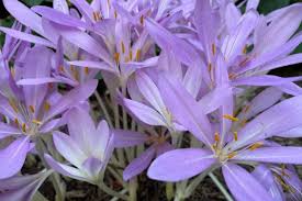 Attēlu rezultāti vaicājumam “Colchicum autumnale flower”