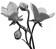 Attēlu rezultāti vaicājumam “Rhytidiadelphus subpinnatus sporophyte”