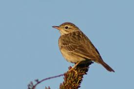 Image result for Anthus godlewskii