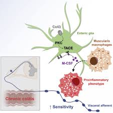 Attēlu rezultāti vaicājumam “Enteridium variabile macro”