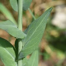 Attēlu rezultāti vaicājumam “Arabis glabra”
