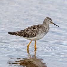 Image result for Tringa brevipes