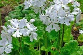 Attēlu rezultāti vaicājumam “Anemone x lipsiensis leaf”