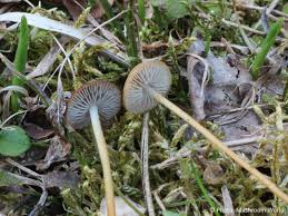 Attēlu rezultāti vaicājumam “Strobilurus esculentus”