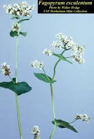 Attēlu rezultāti vaicājumam “Fagopyrum esculentum leaf”