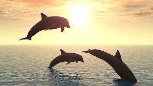 Afbeeldingsresultaat voor dolfijnen