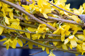Attēlu rezultāti vaicājumam “Forsythia intermedia flower”