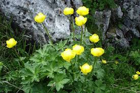 Attēlu rezultāti vaicājumam “Trollius europaeus leaf”