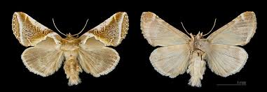 Attēlu rezultāti vaicājumam “Habrosyne pyritoides”