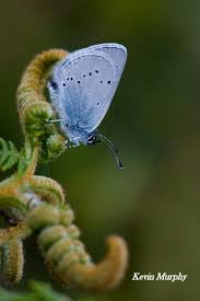 Attēlu rezultāti vaicājumam “Cupido minimus female”