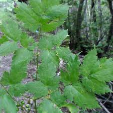 Image result for Christophskraut