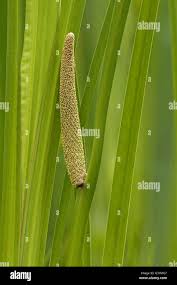 Attēlu rezultāti vaicājumam “Acorus calamus fruit”