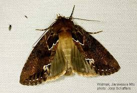 Attēlu rezultāti vaicājumam “Drepanidae”