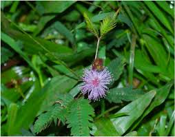 Image result for pohon semalu images