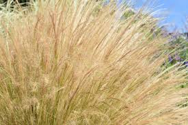 Attēlu rezultāti vaicājumam “Najas tenuissima”