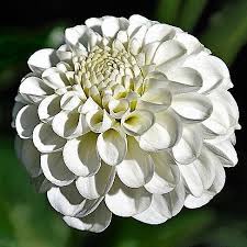 Image result for Dahlia `Snowflake`