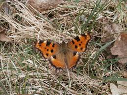 Attēlu rezultāti vaicājumam “Nymphalis polychloros”