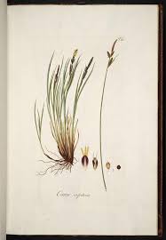 Attēlu rezultāti vaicājumam “Carex cespitosa”