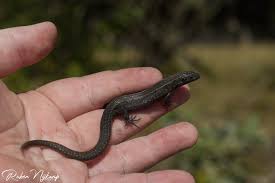 Attēlu rezultāti vaicājumam “Lacerta vivipara juvenile”