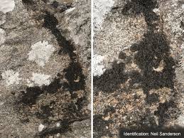 Attēlu rezultāti vaicājumam “Collema flaccidum”