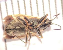 Image result for Rhyparochromus