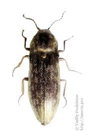 Attēlu rezultāti vaicājumam “Actenicerus sjaelandicus”