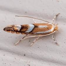 Attēlu rezultāti vaicājumam “Phyllonorycter sp.”
