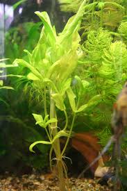 Attēlu rezultāti vaicājumam “Veronica anagallis-aquatica fruit”