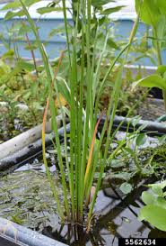 Attēlu rezultāti vaicājumam “Butomus umbellatus bud”