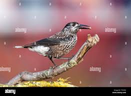 Attēlu rezultāti vaicājumam “Cribraria languescens macro”