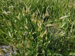 Attēlu rezultāti vaicājumam “Alopecurus aequalis leaf”