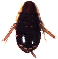 Attēlu rezultāti vaicājumam “Blattoptera”