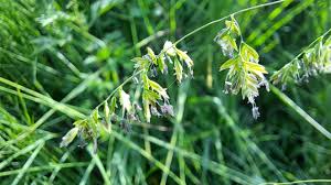 Attēlu rezultāti vaicājumam “Poa trivialis flower”