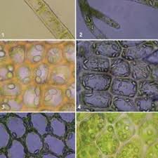 Attēlu rezultāti vaicājumam “Blepharostoma trichophyllum”