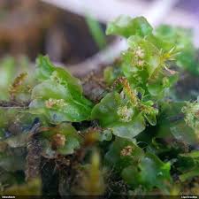 Attēlu rezultāti vaicājumam “Moerckia hibernica”