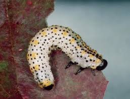 Attēlu rezultāti vaicājumam “Argidae”