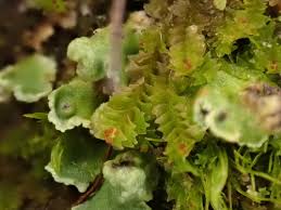 Attēlu rezultāti vaicājumam “Lophozia longidens”