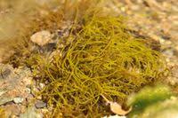 Attēlu rezultāti vaicājumam “Lemanea fluviatilis”