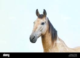 Attēlu rezultāti vaicājumam “Equus ferus caballus”