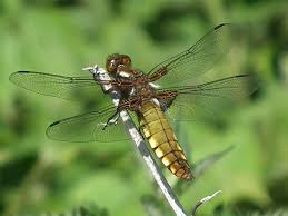 Attēlu rezultāti vaicājumam “Libellula depressa female”