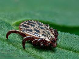 Attēlu rezultāti vaicājumam “Dermacentor reticulatus”