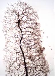 Attēlu rezultāti vaicājumam “Physarum bitectum sessile”