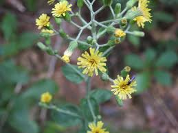 Attēlu rezultāti vaicājumam “Hieracium murorum bud”