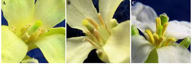 Attēlu rezultāti vaicājumam “Diplotaxis muralis flower”