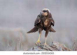 Attēlu rezultāti vaicājumam “Circus aeruginosus adult”