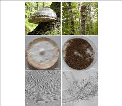 Attēlu rezultāti vaicājumam “Fomes fomentarius”