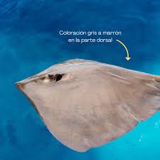 Image result for Hypanus longus