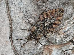 Attēlu rezultāti vaicājumam “Aradus betulae”